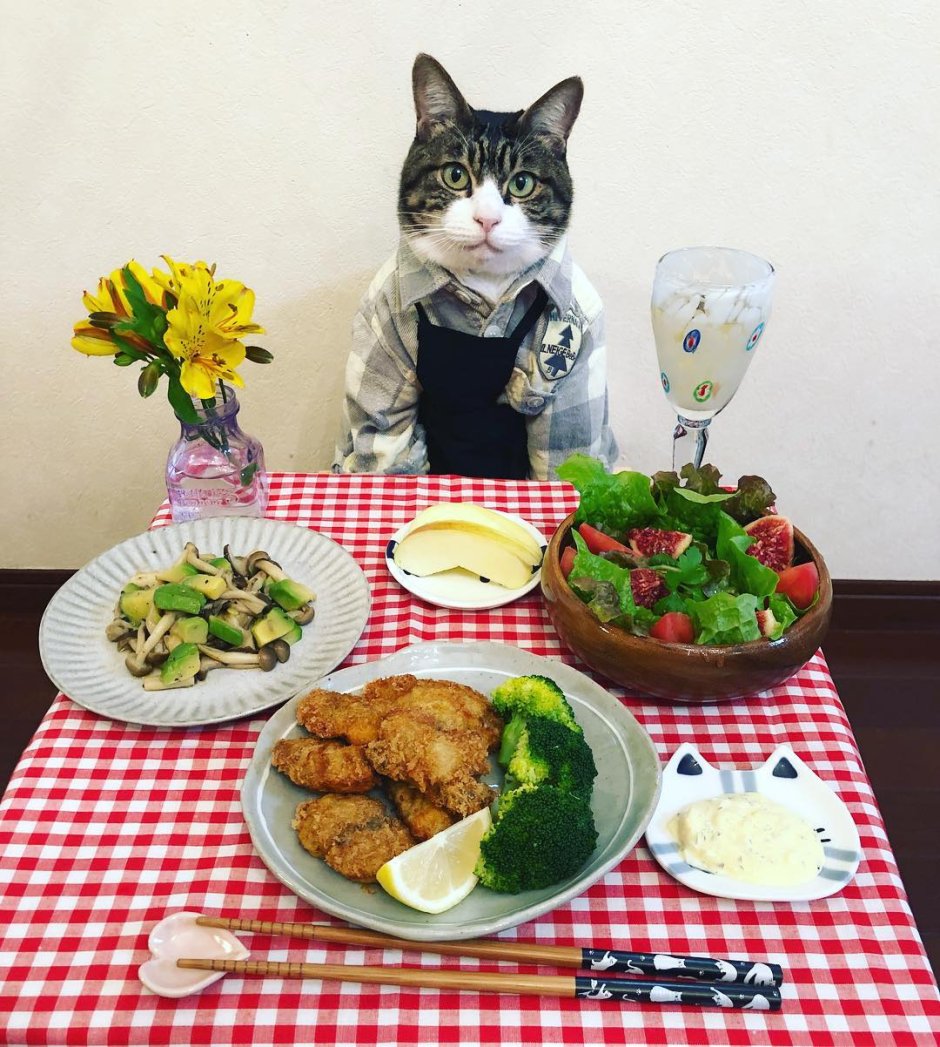 Кот за столом