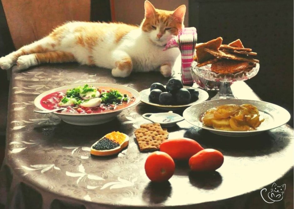 Кот ужинает