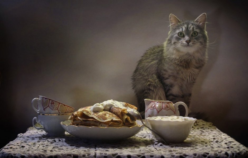 Кот с блинами