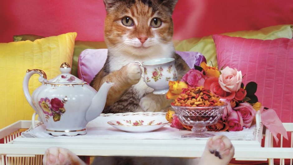 Кошка чаепитие
