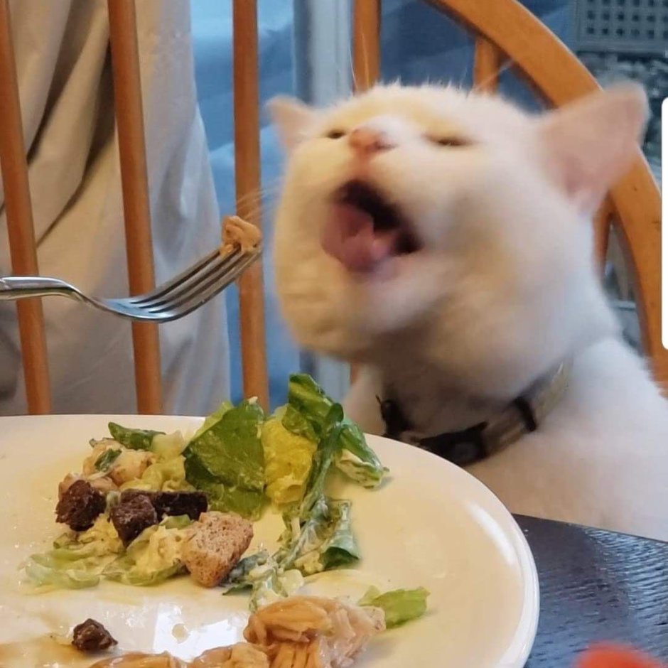 Мем с котом за столом