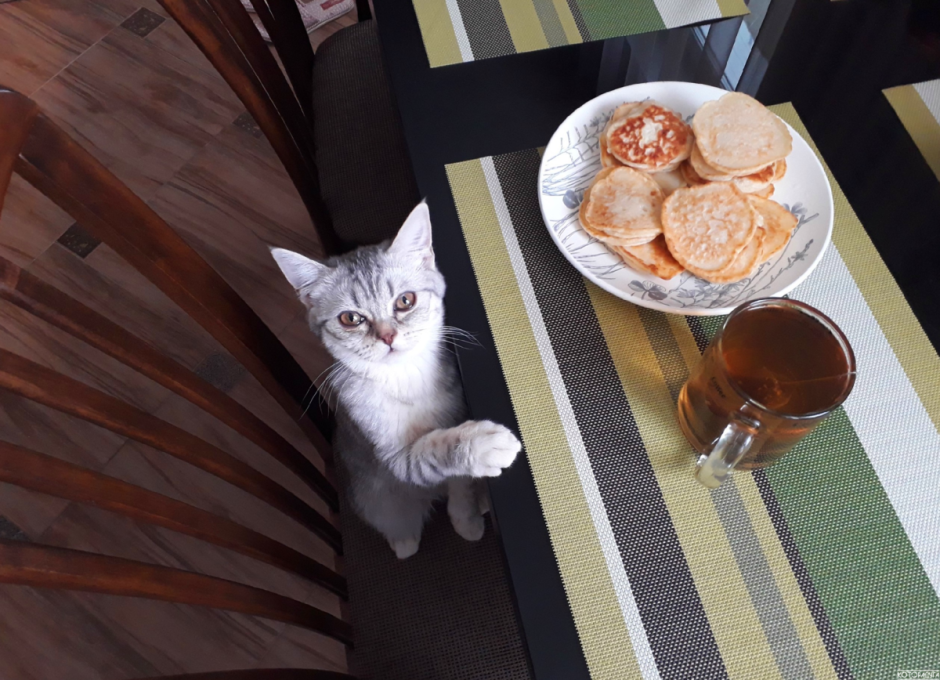 Завтрак с кошечкой
