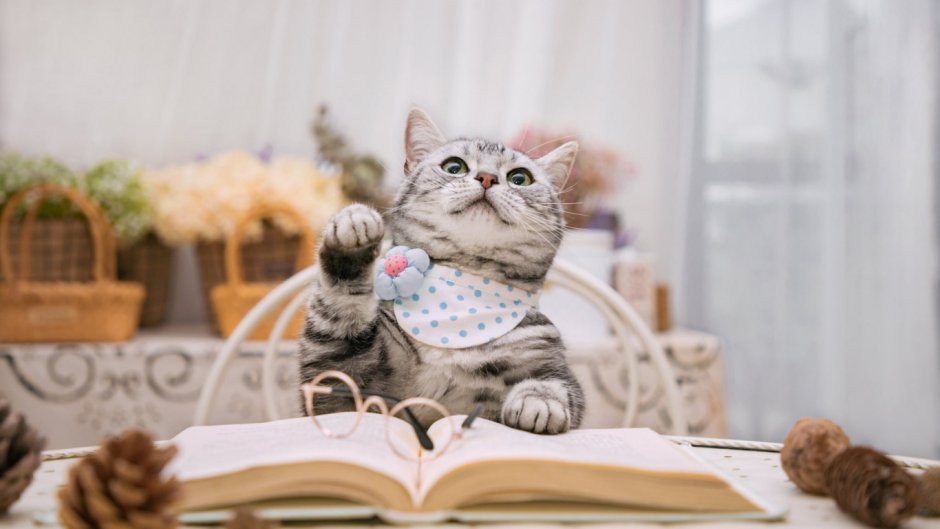 Коты за столом