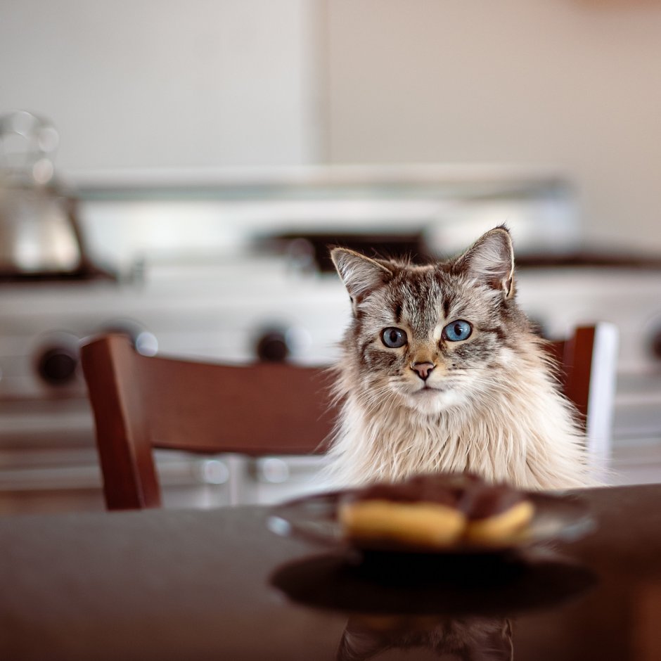 Кот под столом