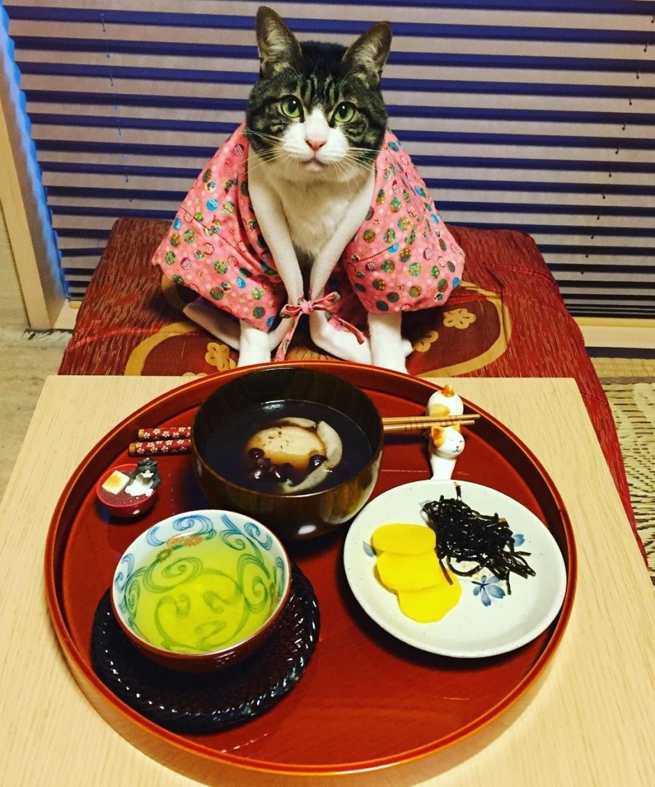 Кот обедает