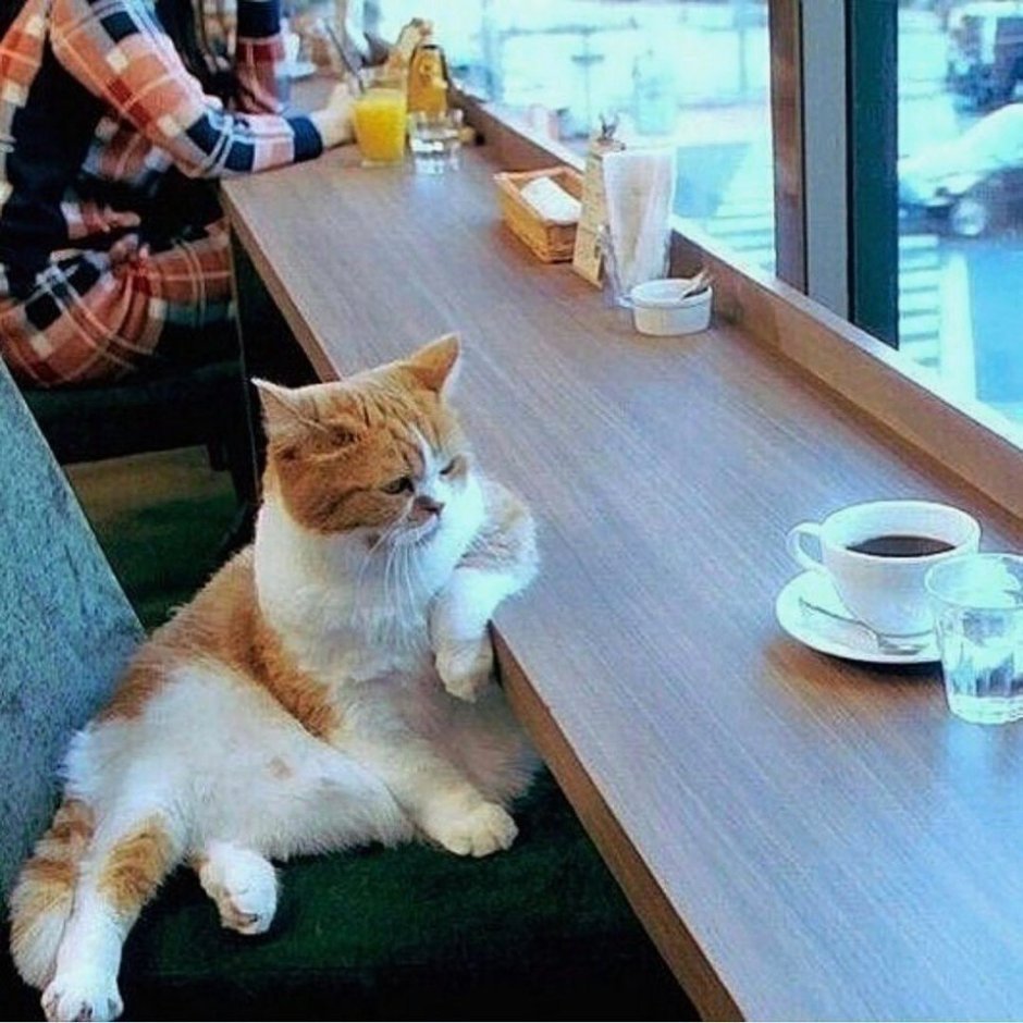 Котик сидит за столом