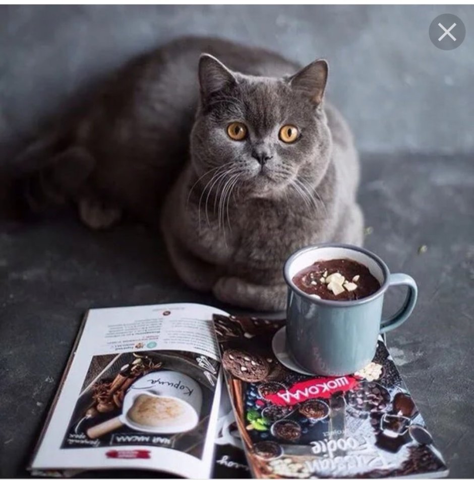Кошка с кофе