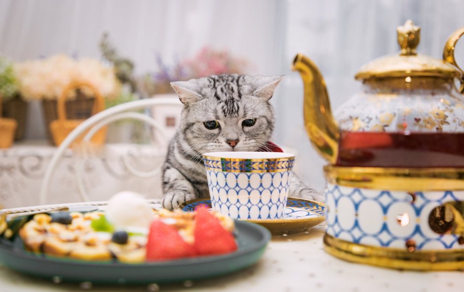 Котенок за столом