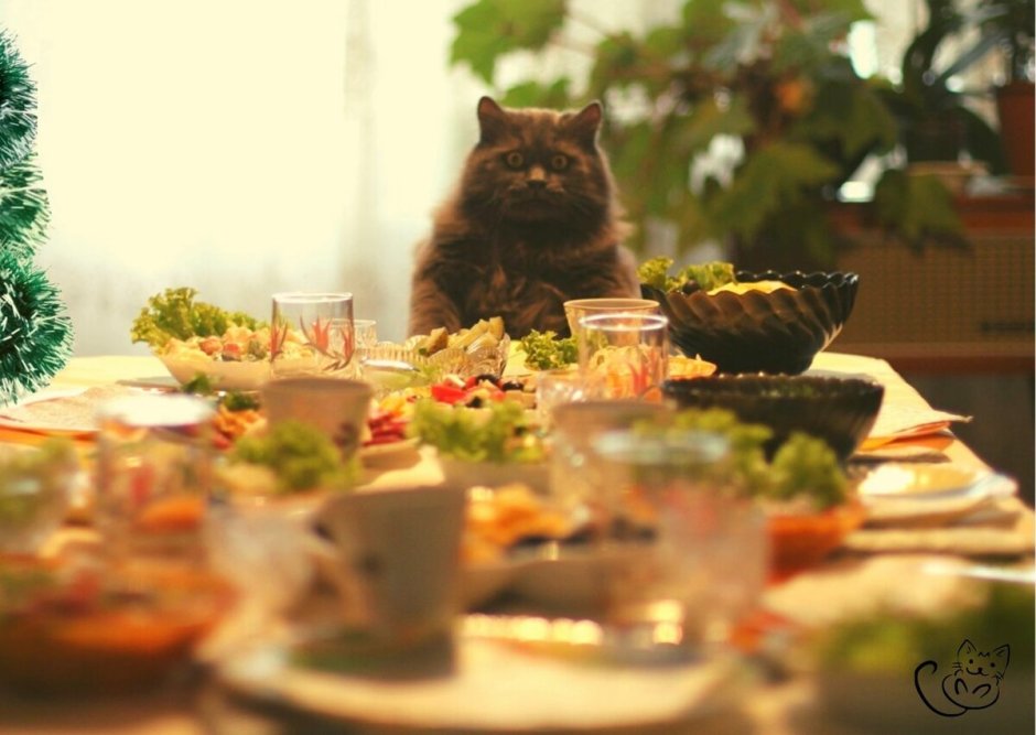 Кот и новогодний стол