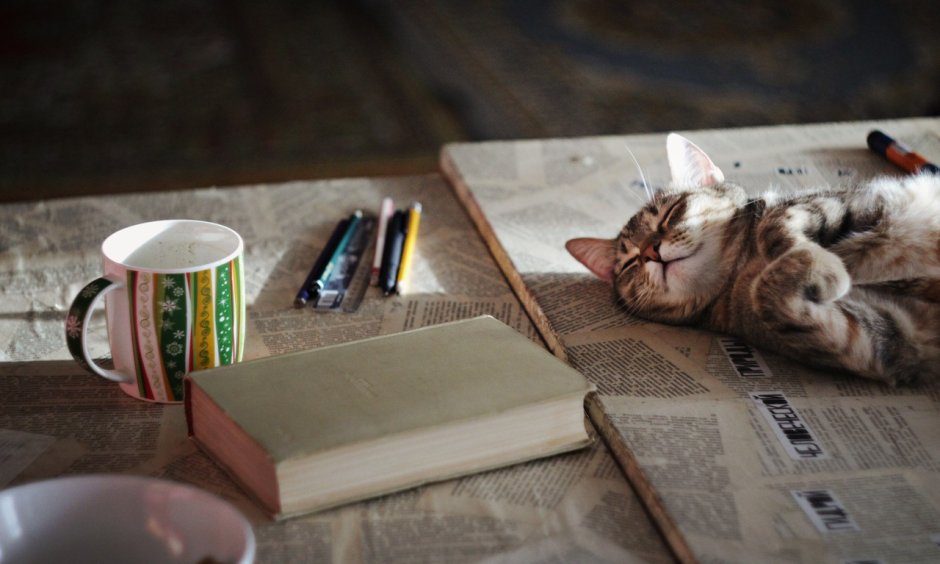 Осень книги кот