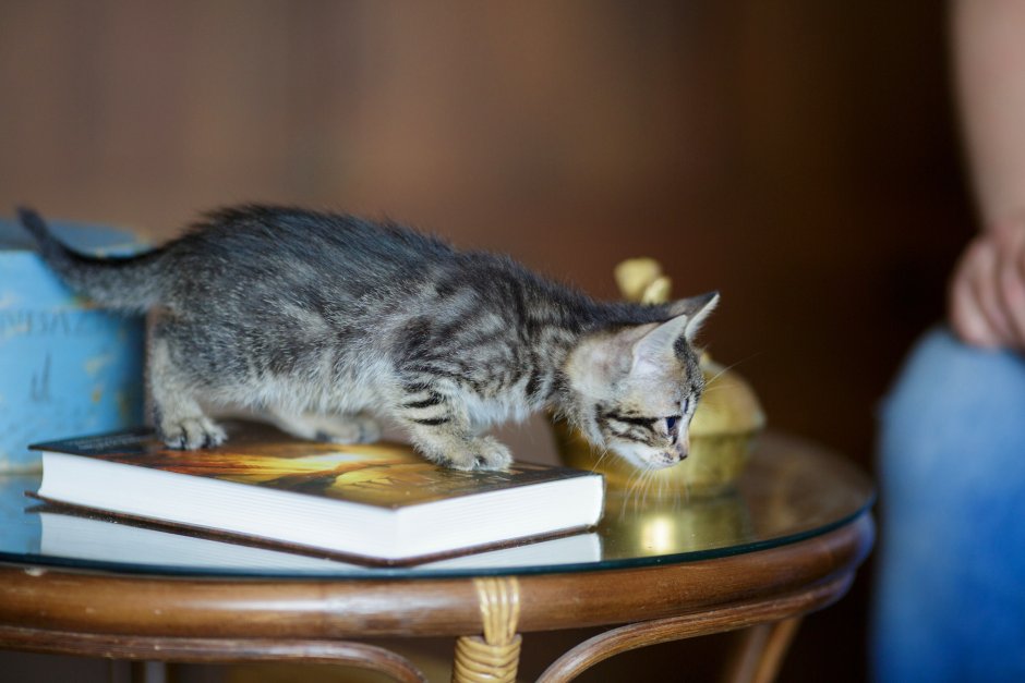 Котенок за столом
