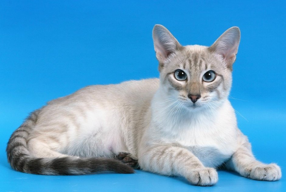 Тайская кошка колор Пойнт