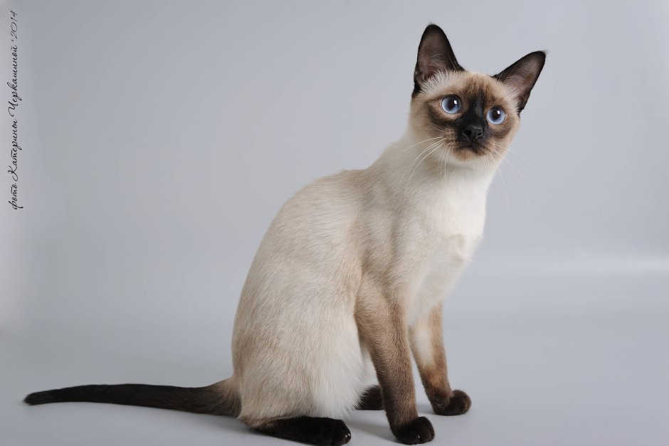 Lilac point тайская кошка