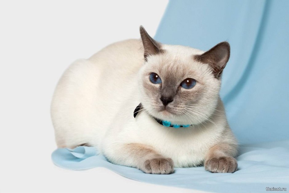 Сиамский кот серый