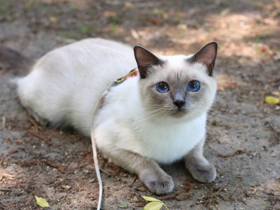 Тайская кошка табби Пойнт