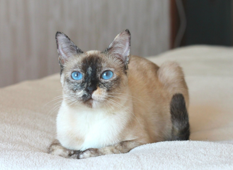 Лайлак кошка