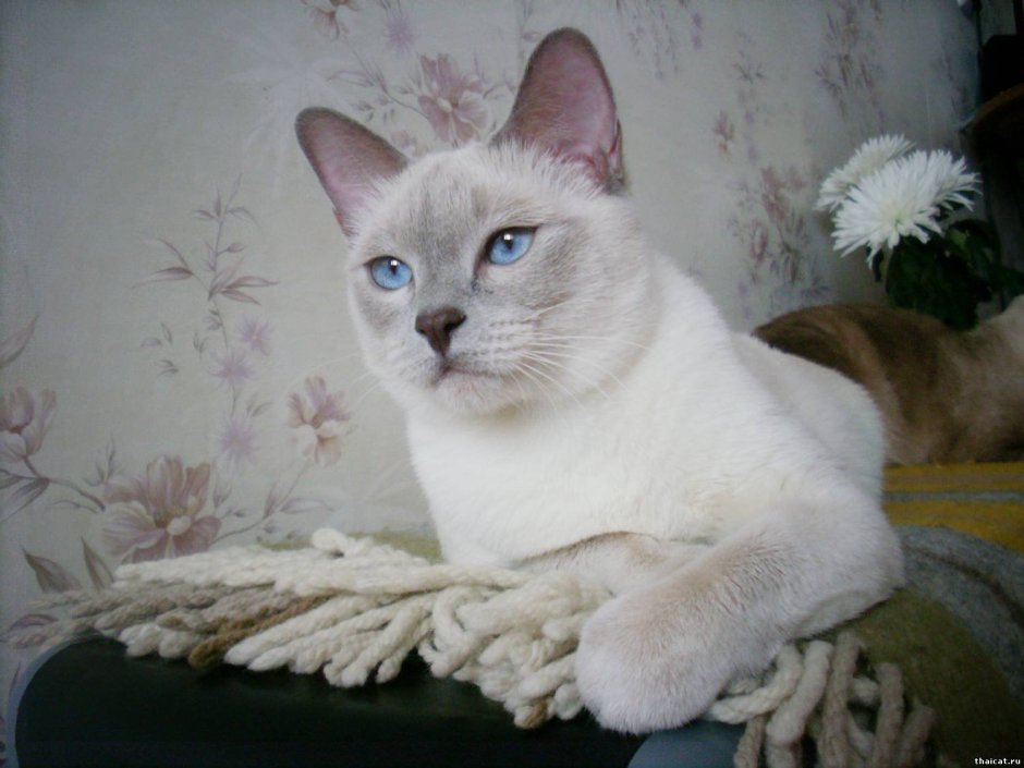 Колор-Пойнт кошка
