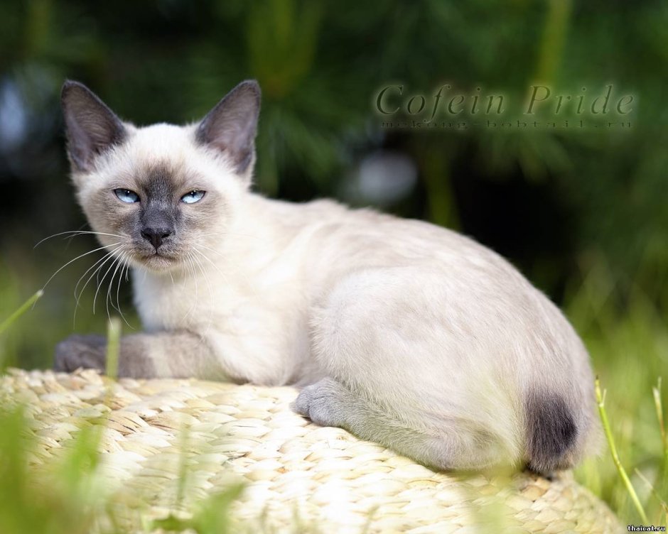 Сиамский кот Блю Пойнт