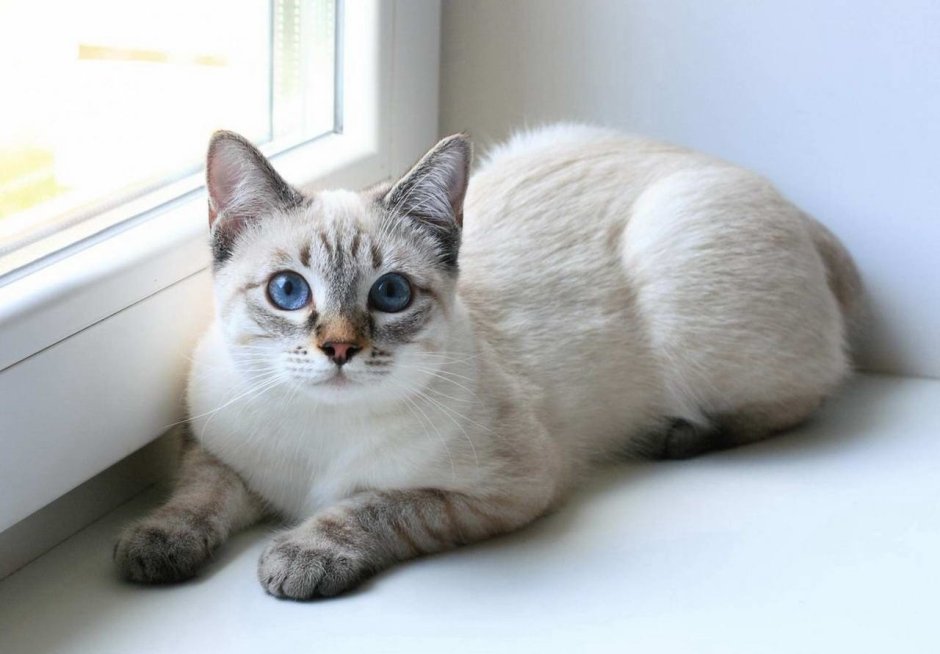 Блю Пойнт кошка