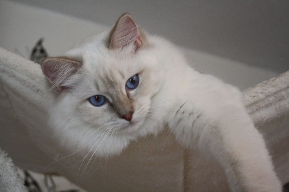 Сиамские коты