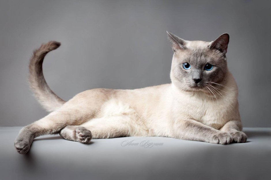 Райская кошка Ре поинт