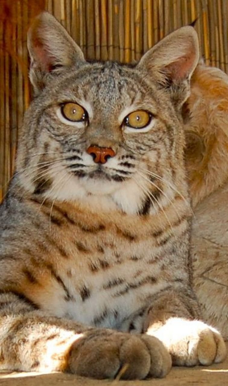 Кот скрещенный с рысью