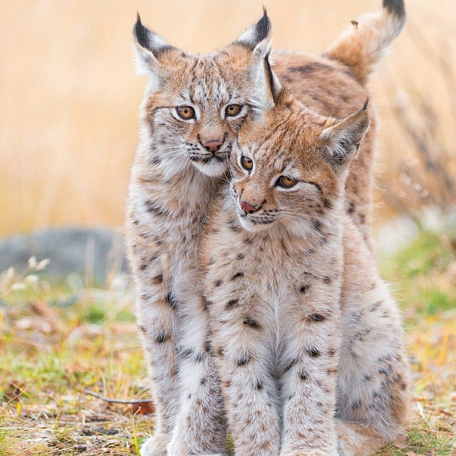 Рысь обыкновенная с рысятами