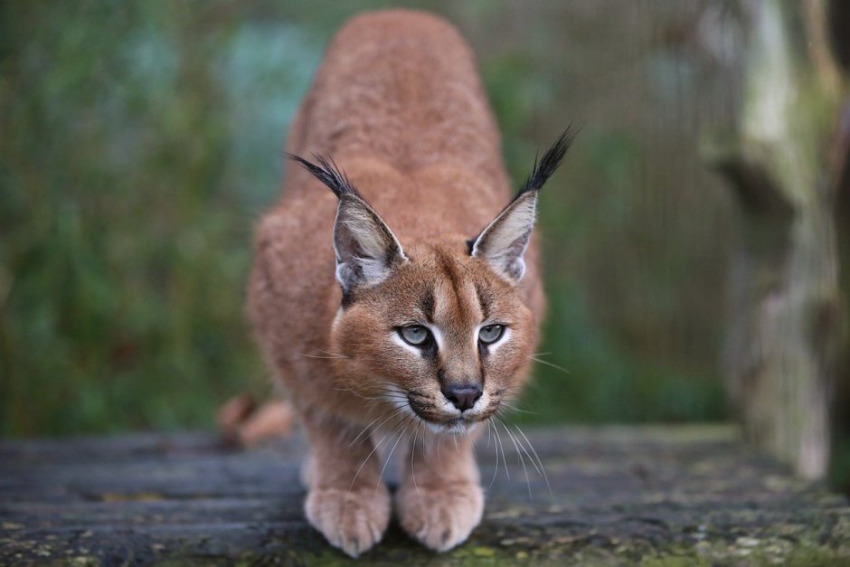 Каракал и каракет