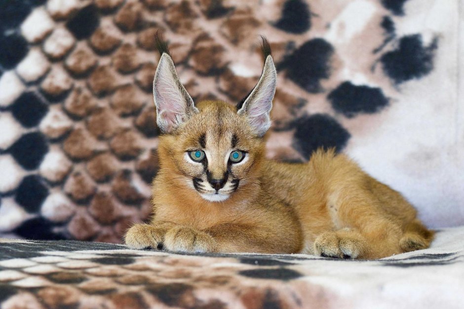 Каракал сервал бенгальский