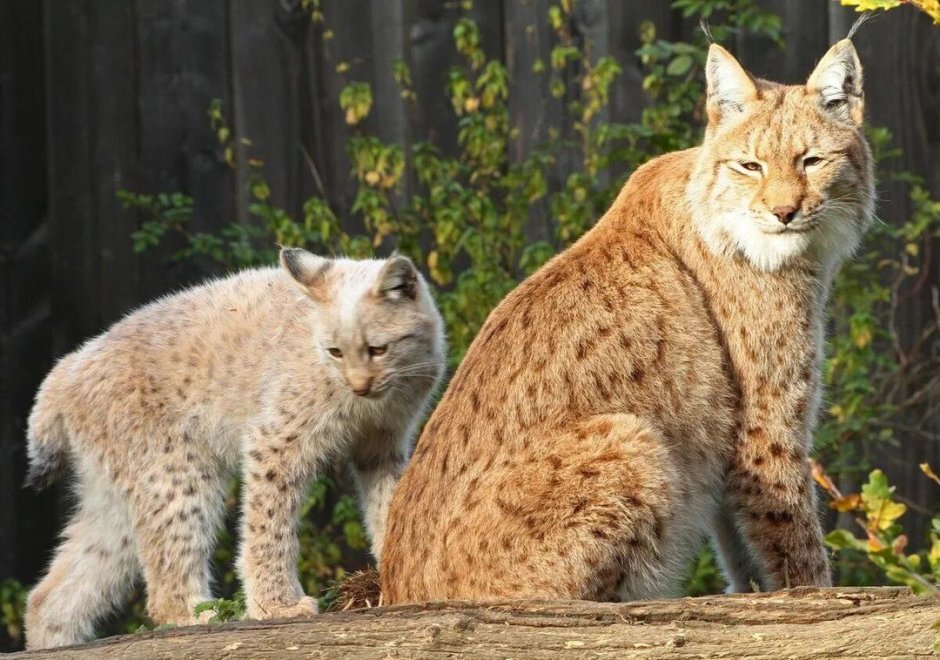 Рысь в Ленинградской области