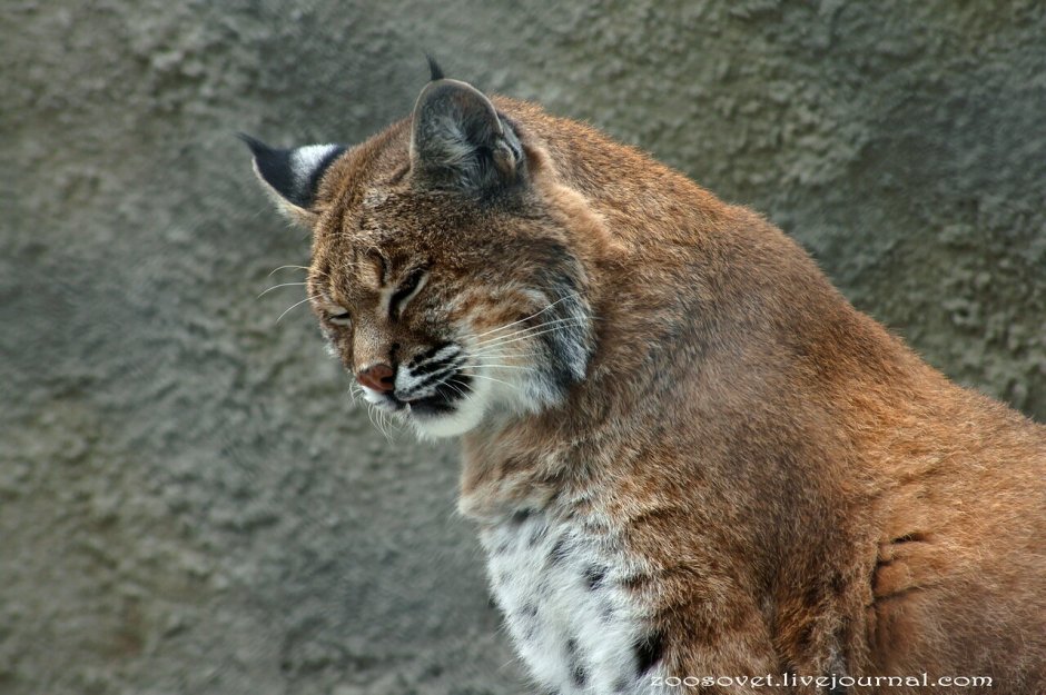 Рысь в Московском зоопарке