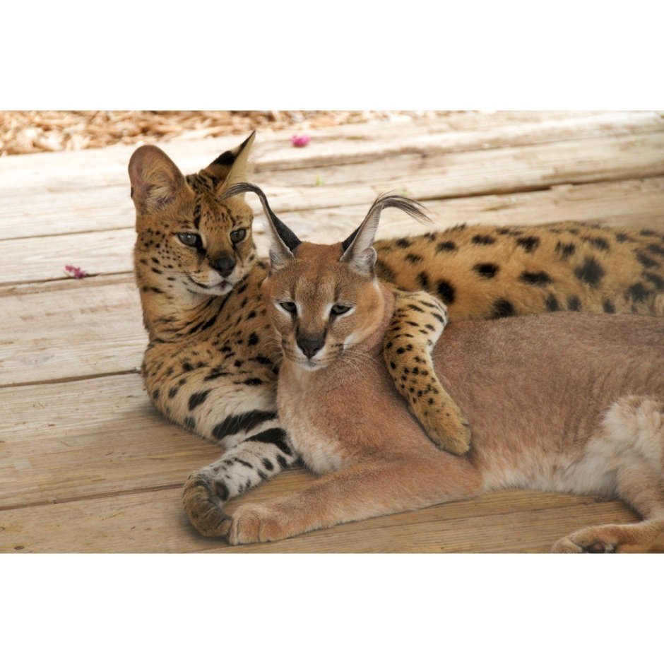 Сервал и каракал