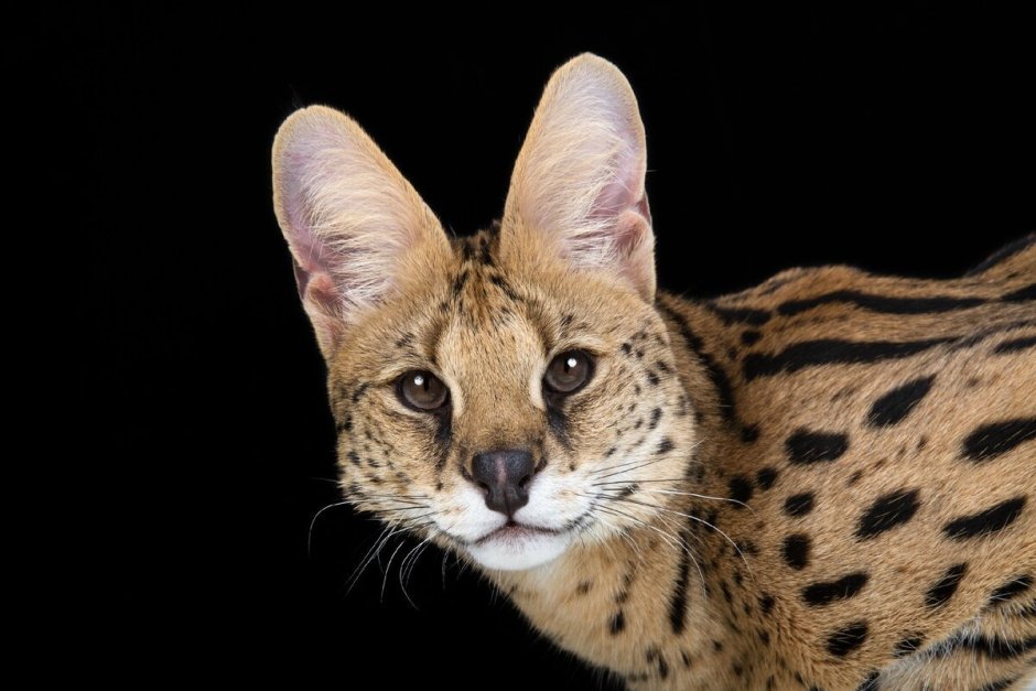 Сервал каракал Саванна