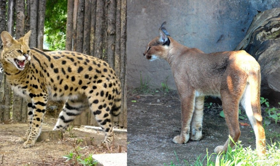 Сервал и каракал