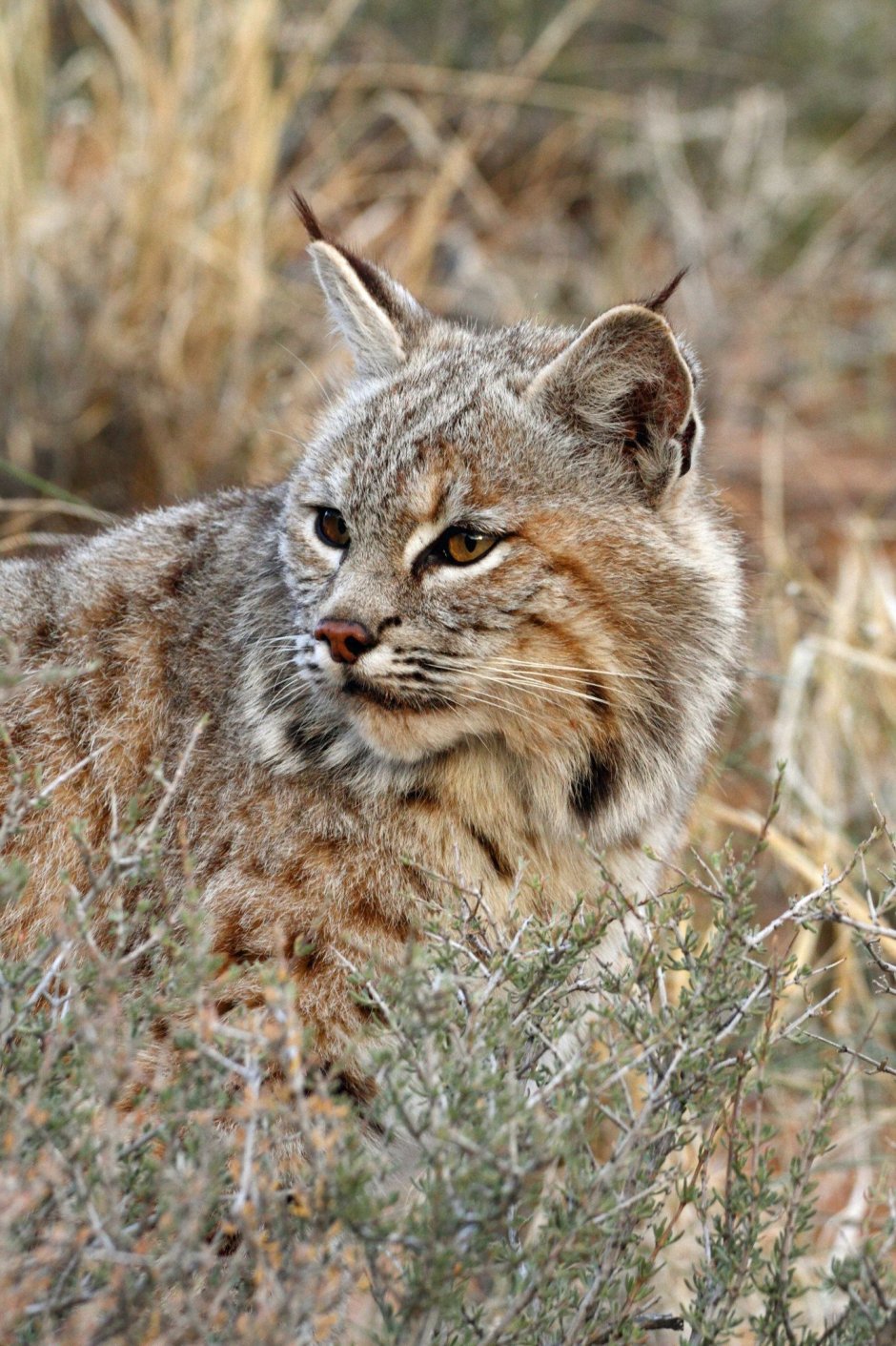 Помесь рыси