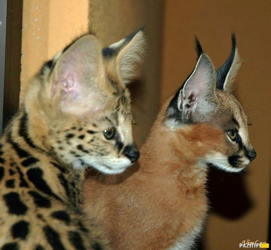 Оцелот сервал каракал