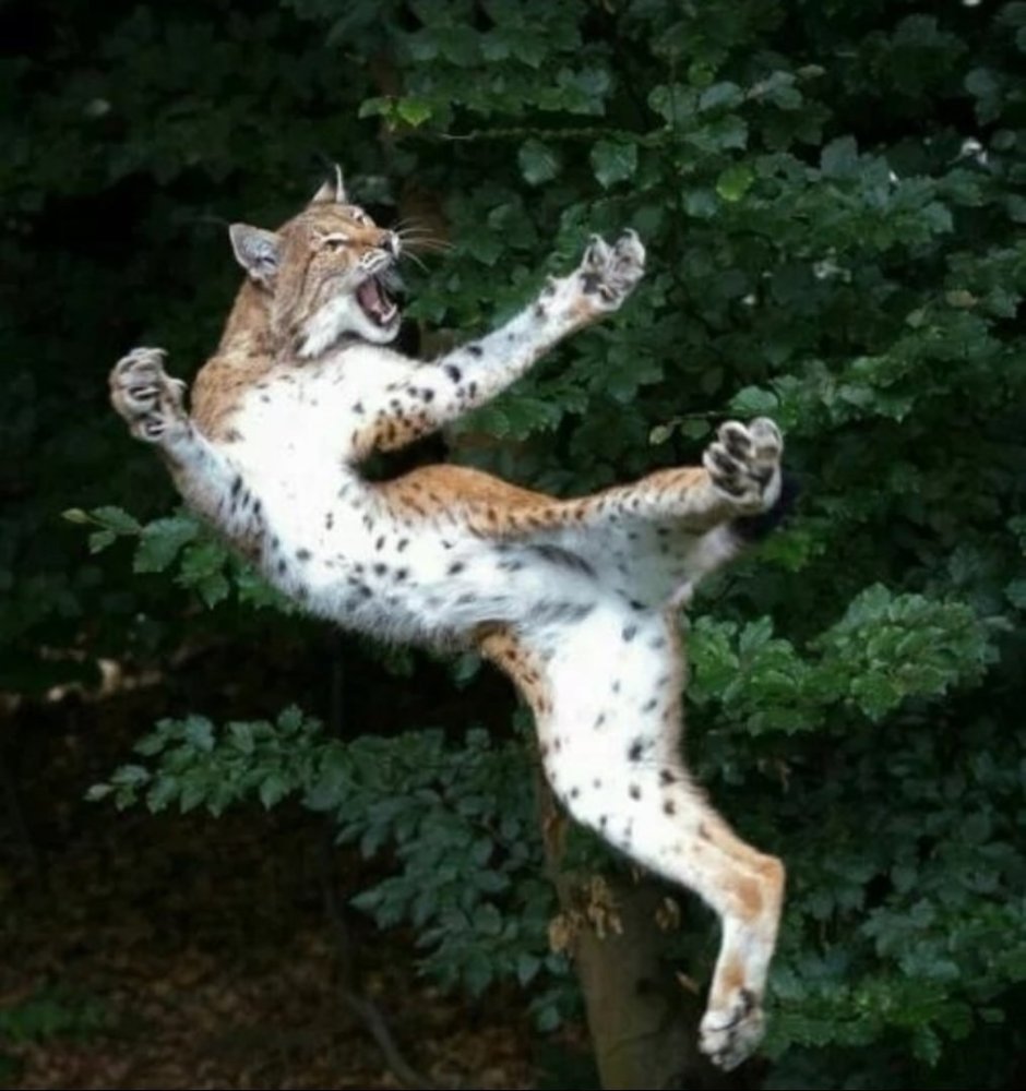 Пьяная Рысь