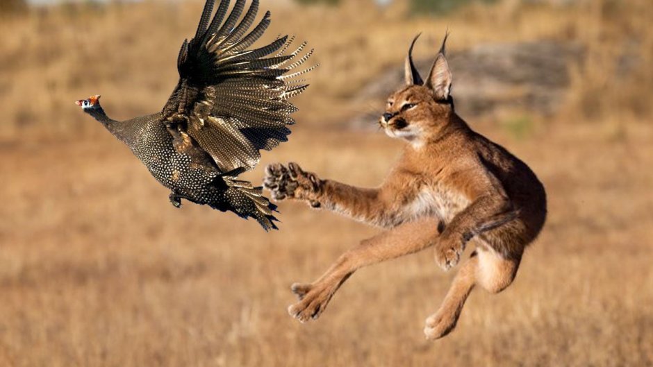 Каракал в прыжке