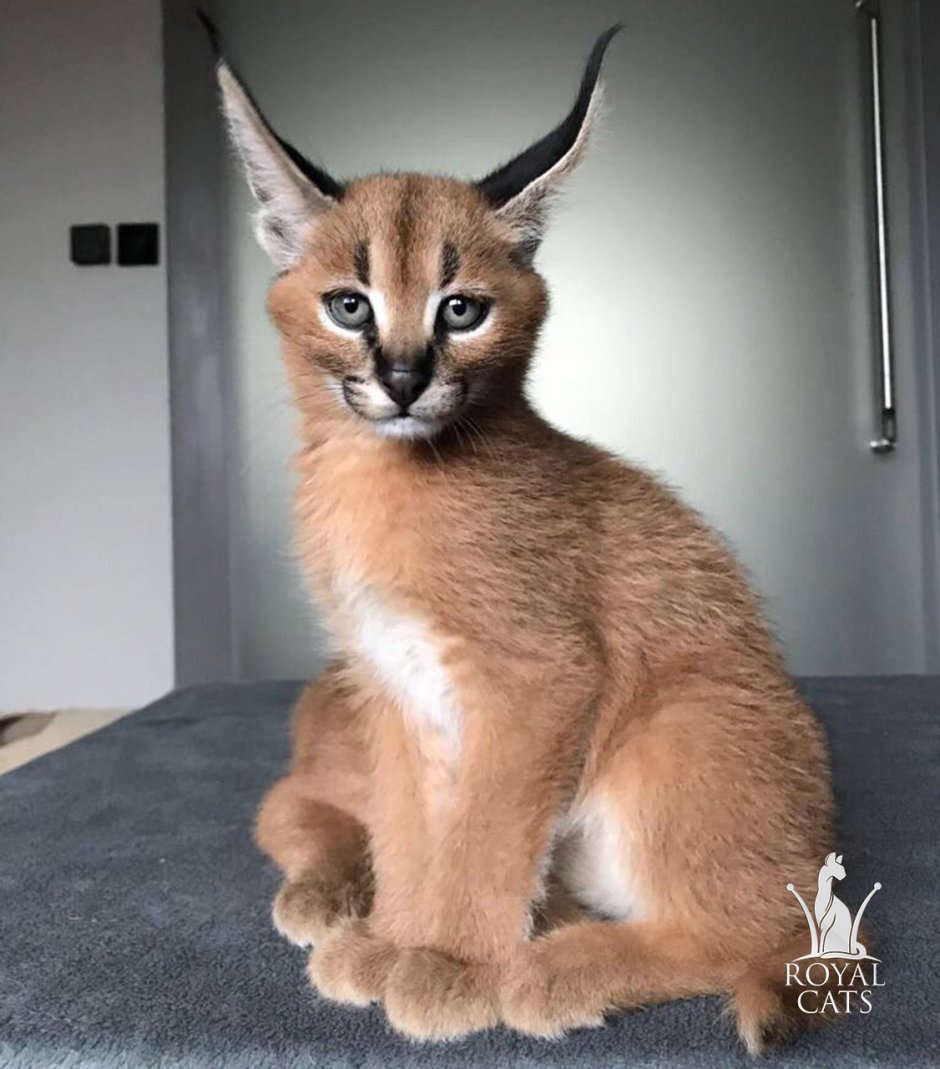 Карликовый каракал