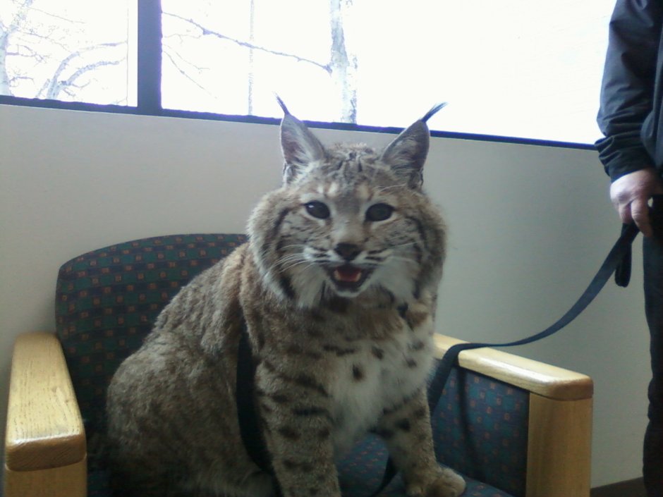 Домашняя Рысь большая