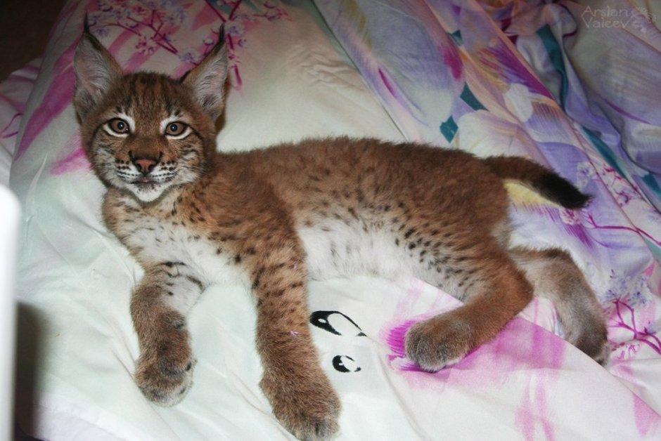 Кошка Рысь домашняя