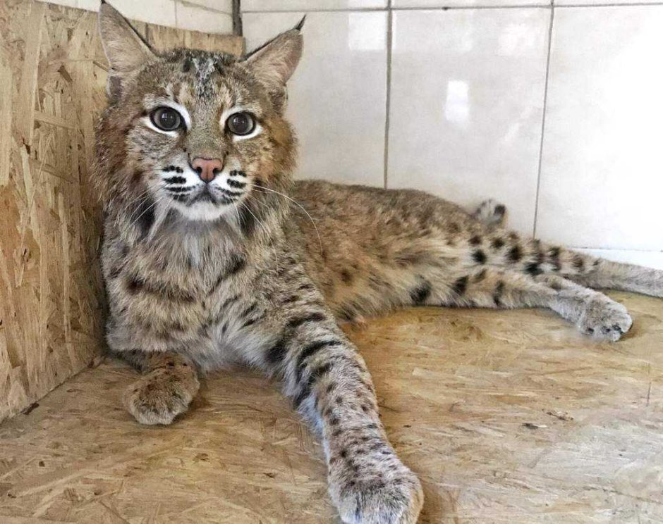 Кошка Рысь домашняя