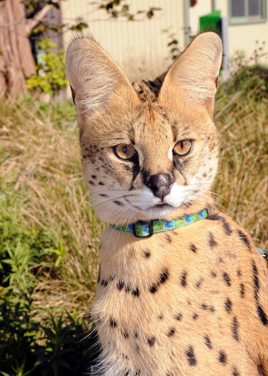 Кошка Рысь сервал