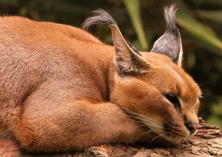 Каракал Степная Рысь( шлёпа)