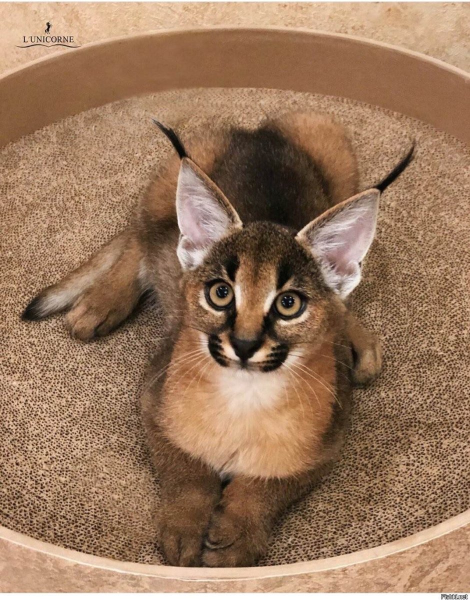 Каракал и каракет