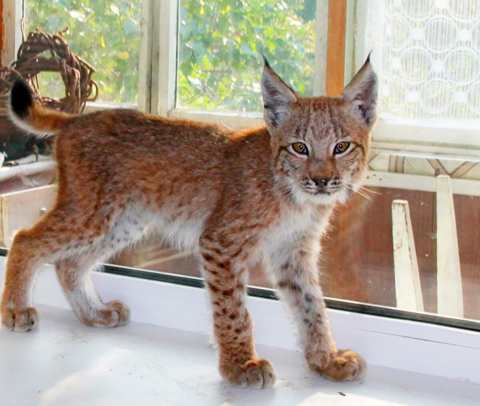 Рысь Сибирская одомашненная