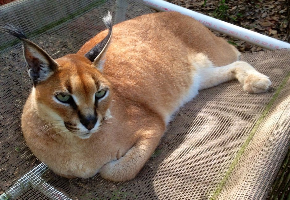 Каракал домашний