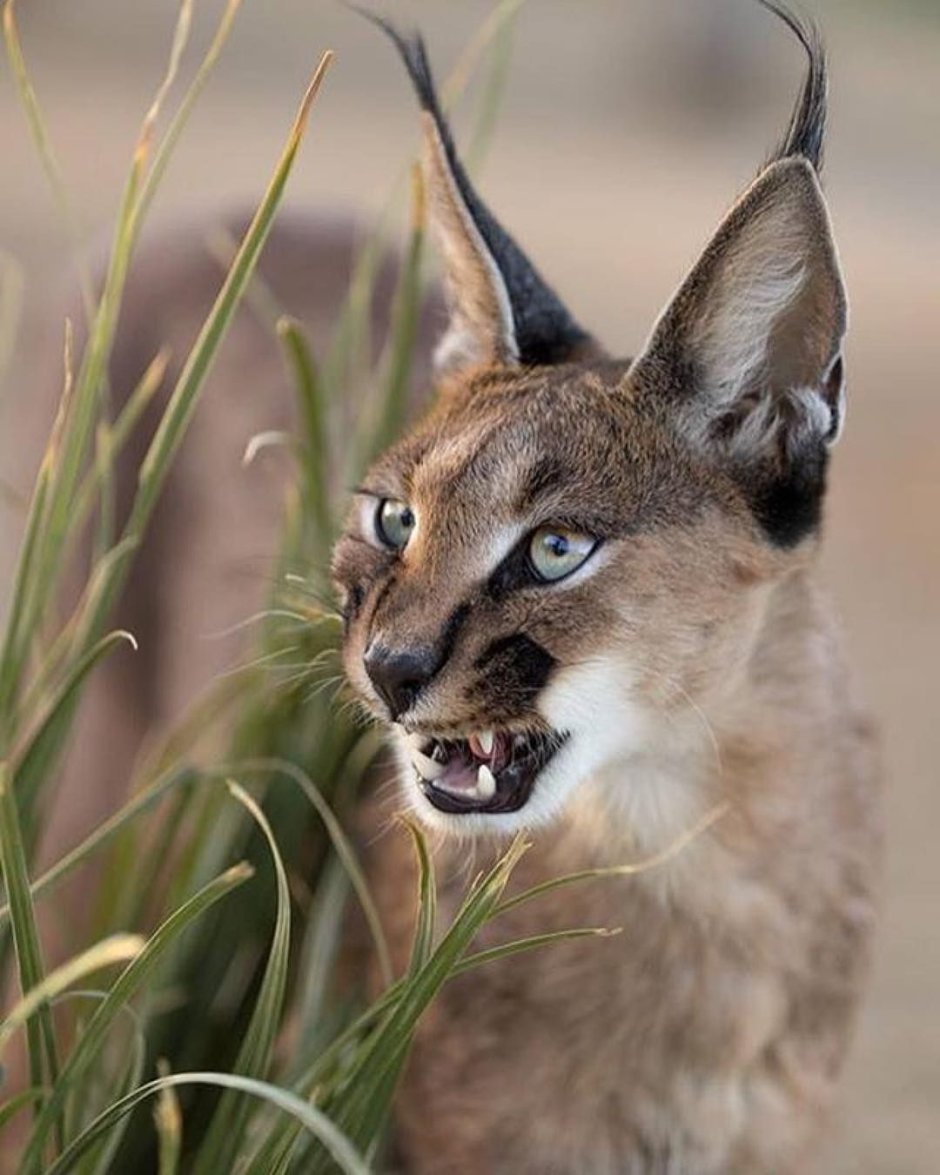 Сервал и каракал