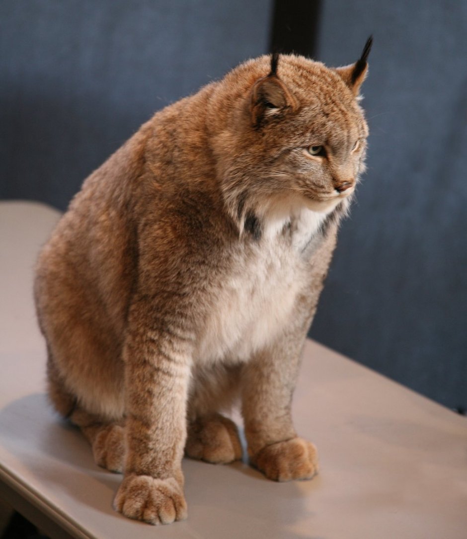 Карликовая Рысь