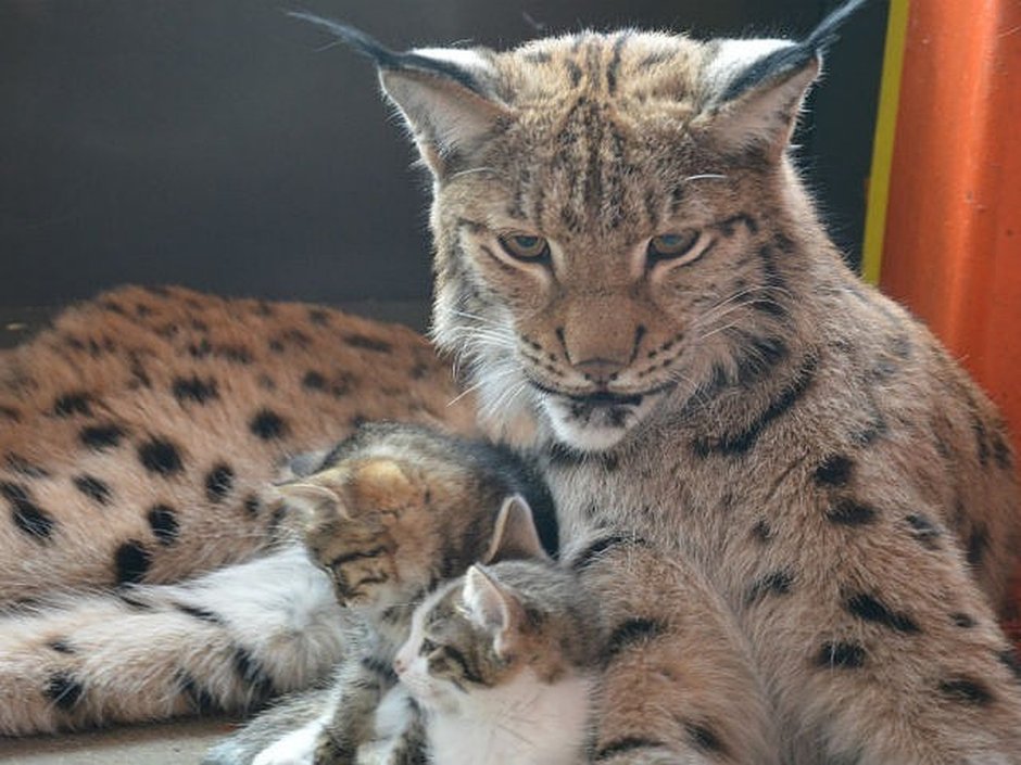 Рысь Иркутский зоосад